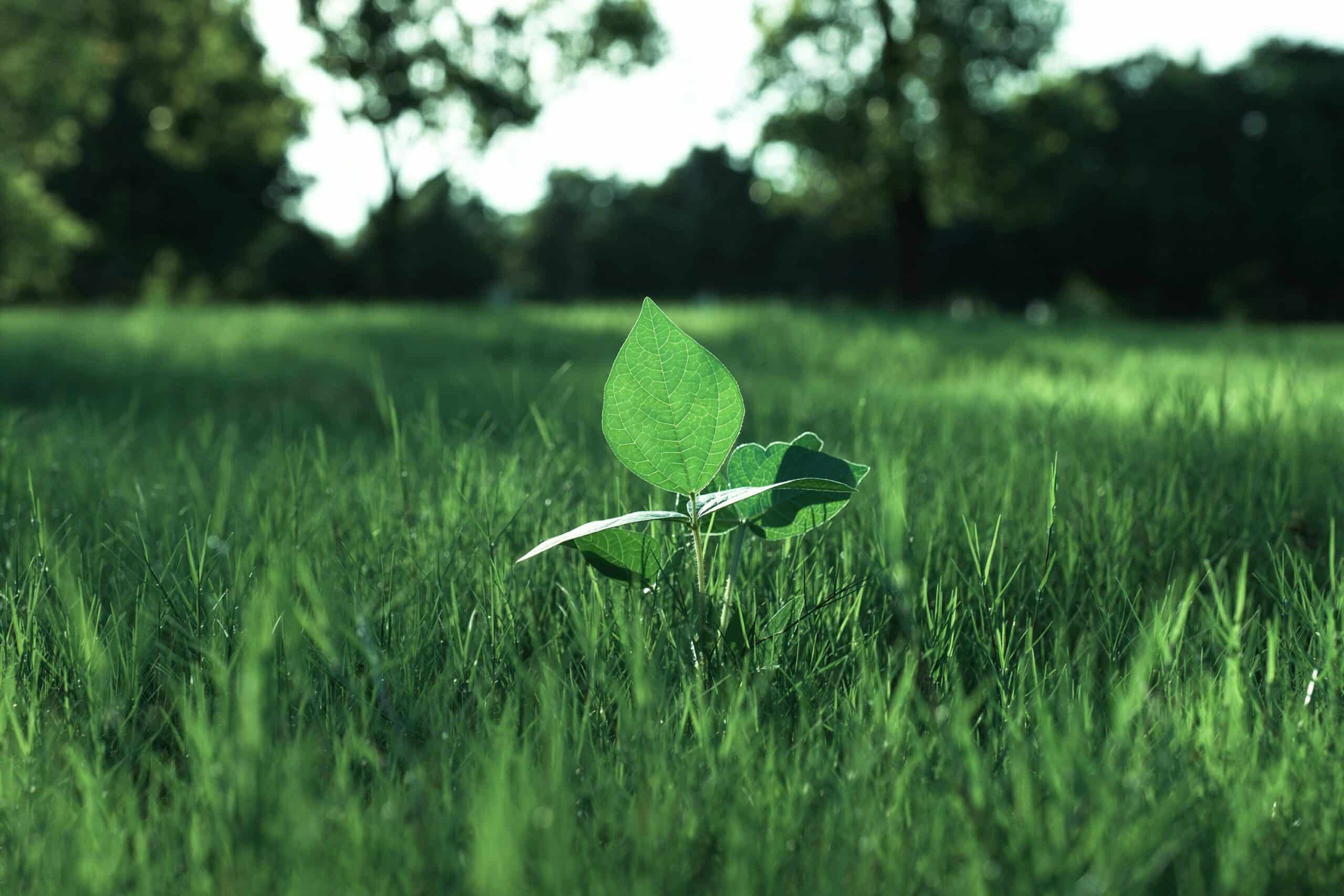 bio-inspiration